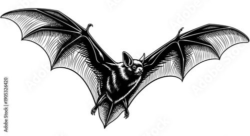 Detailed Illustration of a Flying Bat with Wings Spread Wide.
