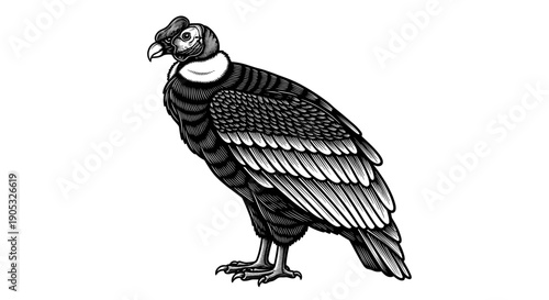 Detailed Illustration of a Majestic Andean Condor Bird.