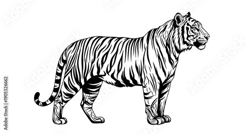 Detailed illustration of a majestic tiger standing proudly.