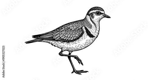 Detailed Illustration of a Plover Bird in Motion.