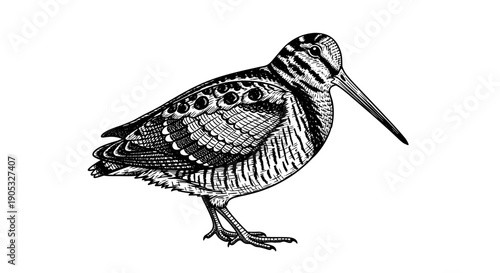 Detailed illustration of a solitary woodcock bird standing.