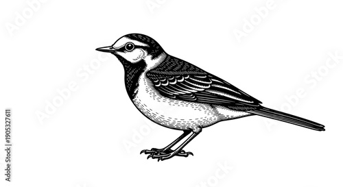 Detailed illustration of a wagtail bird standing on its legs.