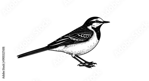 Detailed Illustration of a Wagtail Bird Standing Still.