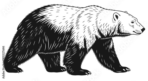Detailed Illustration of a Walking Grizzly Bear in Black and White.