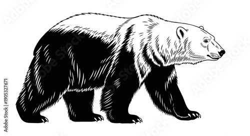 Detailed Illustration of a Walking Bear in Black and White.
