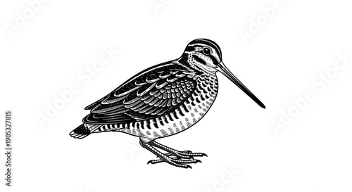 Detailed illustration of a woodcock bird standing on white background.