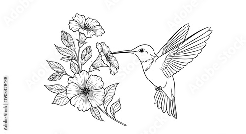 Detailed line art drawing of a hummingbird feeding on a flower.