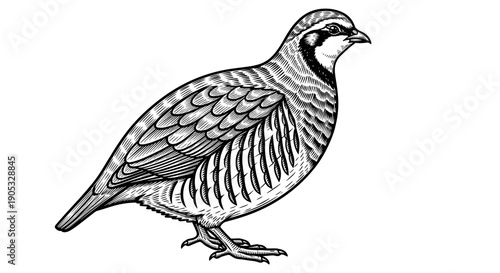 Detailed Line Drawing of a California Quail Bird.