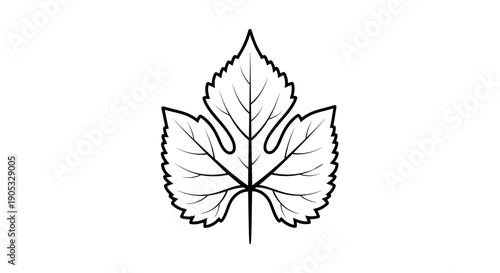Detailed Outline Drawing of a Grape Leaf.