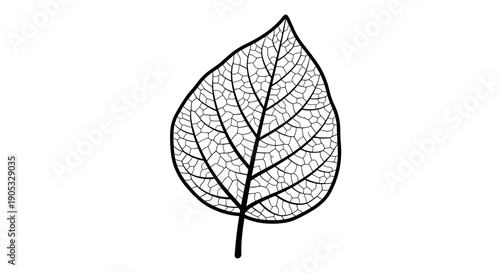 Detailed Outline of a Single Leaf Vein Structure.
