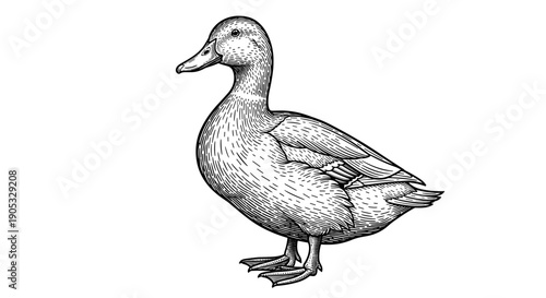 Detailed Sketch of a Mallard Duck Standing Proudly.