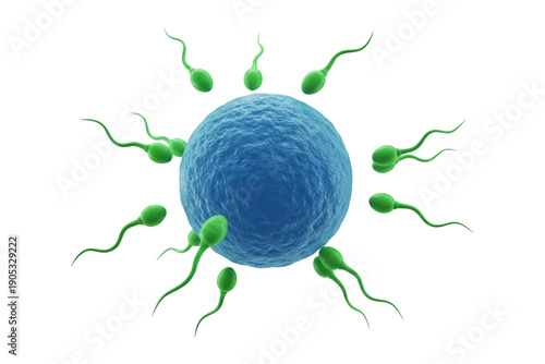 Sperm Cells Fertilizing Egg Cell 3D Illustration Human Reproduction Biology Concept Isolated on Transparent Background.