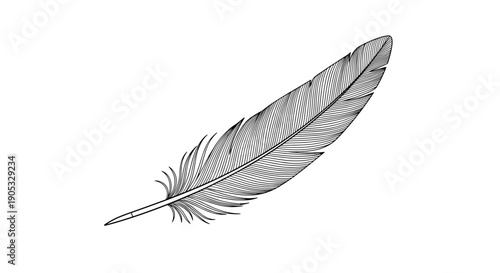 Detailed Sketch of a Single Bird Feather on White Background.