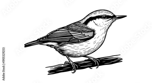 Detailed Sketch of a Small Bird Perched on a Branch.
