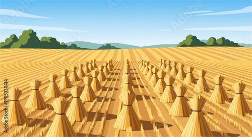 Golden wheat fields under a clear blue sky with harvested bundles