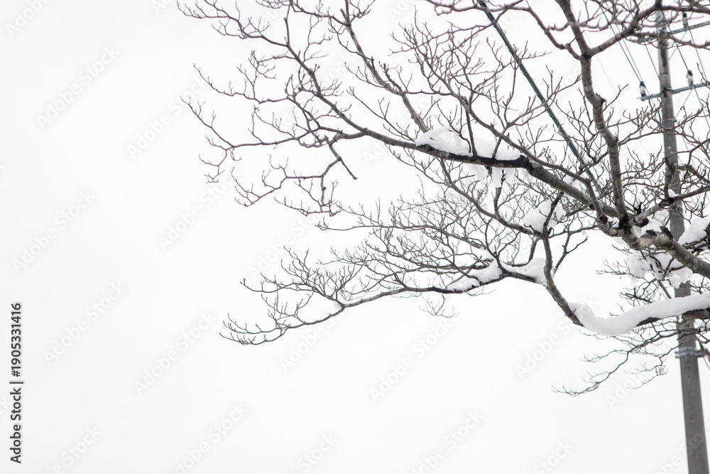 Fototapeta premium Frozen tree branches during snowfall season with quiet peaceful mood