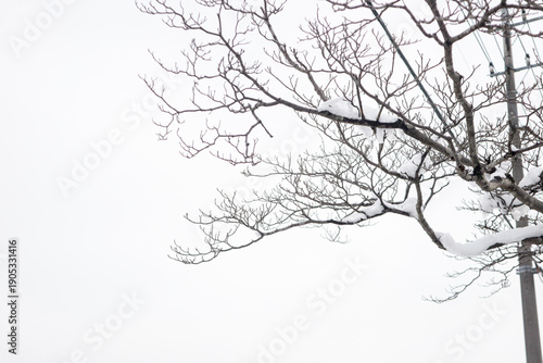 Wallpaper Mural Frozen tree branches during snowfall season with quiet peaceful mood Torontodigital.ca