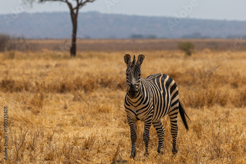 Tarangire National Park, Tanzania - September 30th 2025: Majestic Zebra in the Savannah