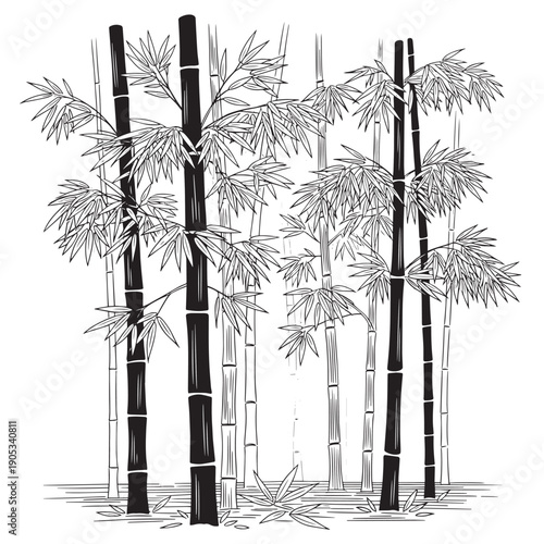 Monochrome bamboo grove with tall stalks and leafy canes in a tranquil forest scene.