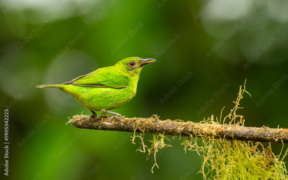 Obraz premium weiblicher Kappennaschvogel ( Chlorophanes spiza), Green Honeycreeper