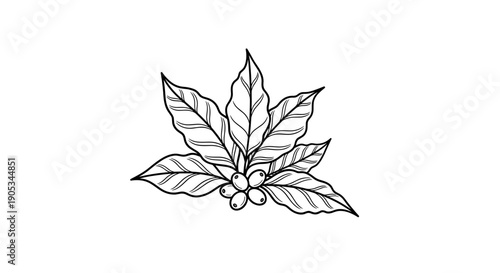 Hand Drawn Coffee Plant Branch with Berries and Leaves.