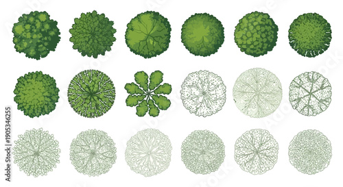 Top View Tree Illustrations for Landscape Design Projects - Various Styles