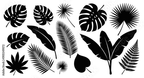 Collection of Black Silhouettes of Exotic Tropical Leaves and Foliage
