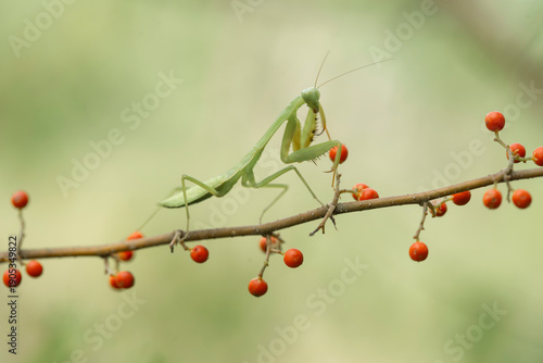 Green Mantis in Natural Life