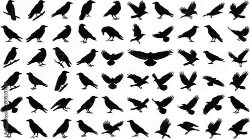 Large collection of crow silhouettes, vector black ravens in flight and perched poses, isolated set on white