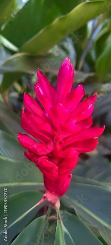 Pink flower in the garden 