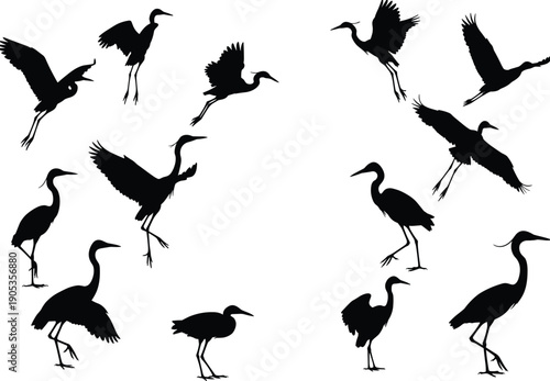 Heron silhouettes, crane bird poses, flying and standing birds, elegant wading birds, wildlife vector art, tropical avian design, nature illustration, exotic waterfowl