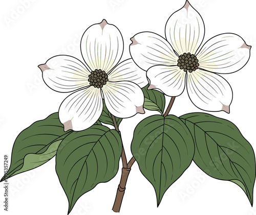 Botanical Line Illustration of Flowering Plant with Two White Blossoms, Green Leaves, and Stems, Representing Nature, Education, and Culture