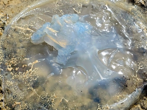 closeup of a washed jellyfish, free-swimming gelatinous invertebrate animals (phylum Cnidaria) composed mostly of water. Found in every ocean, possess umbrella-shaped bells and stinging tentacles