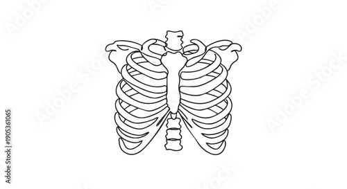Human rib cage line art illustration showing the skeletal structure of the chest, including the sternum, clavicle, and ribs in a simple, minimalist black and white drawing