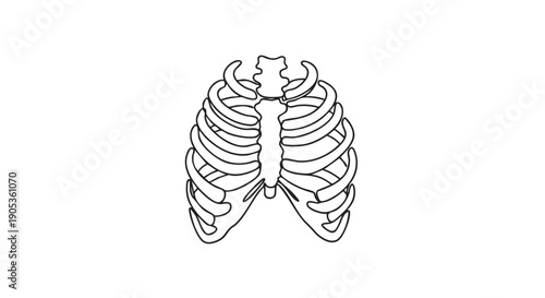Human rib cage black line drawing illustration of a skeleton's thoracic cage, a minimalist and clean anatomical vector graphic for medical or scientific concepts