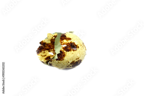 broken Quail egg shells, small, speckled, nutrient-dense eggs from quail birds, smaller than chicken eggs, a delicate, savory, and healthy, nutrient-packed alternative