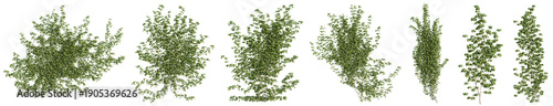 Foto Shape of Realistic ivy and vine plants for Used for decorating gardens, wall, fe