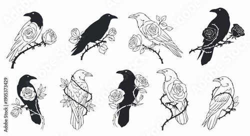 Collection of elegant black and white bird illustrations featuring various species perched on branches with detailed feathers and floral elements