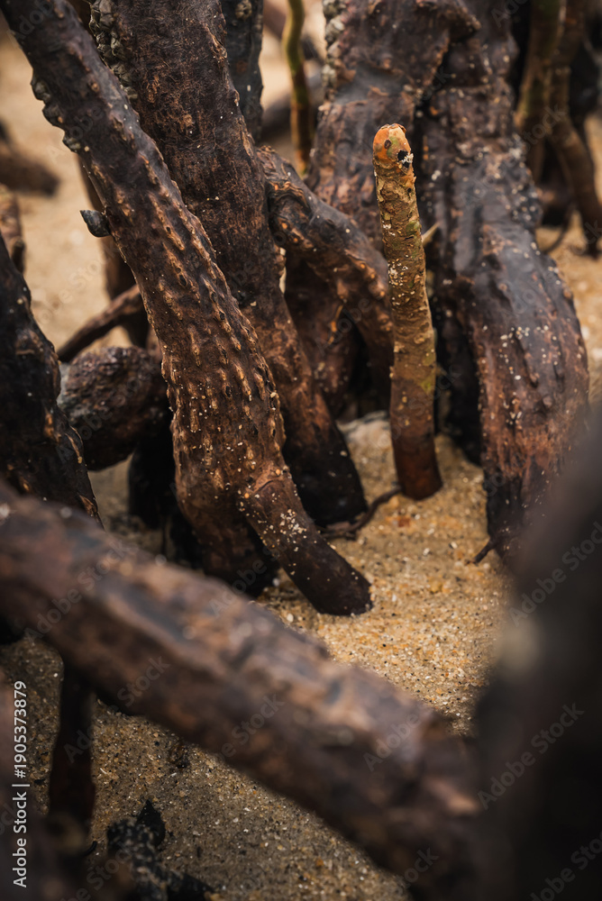 Fototapeta premium detailed view of mangrove trunks on beach