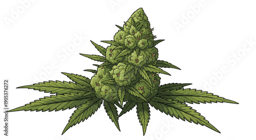 Realistic and detailed vector illustration of a green cannabis flower bud with surrounding leaves on a white background.