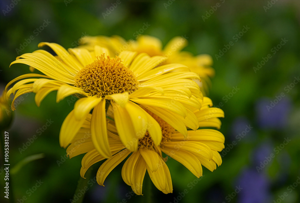 Obraz premium close up yellow flower in the garden