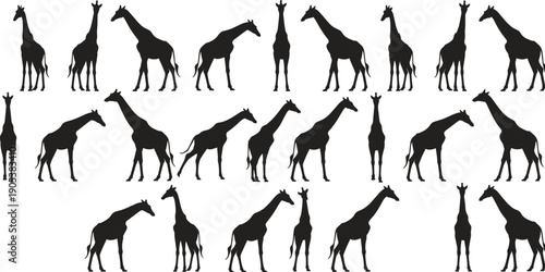 Giraffe silhouettes collection, African wildlife animals standing and walking poses, safari nature mammal set, black isolated flat vector illustration