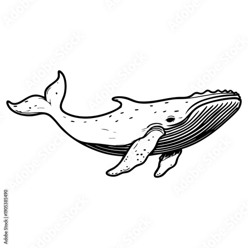 Whale Line Art Illustration