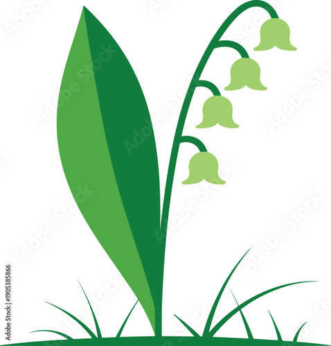 Minimalist vector illustration of a Lily of the Valley flower with green leaves and bell shaped white blossoms isolated on a white background for spring