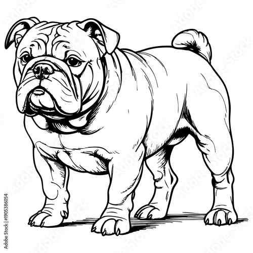 Bulldog Illustration Coloring Page