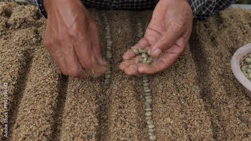 A farmer is germinating coffee seeds in a nursery greenhouse by placing the seeds on sandy soil and then lightly covering them with a thin layer of soil.