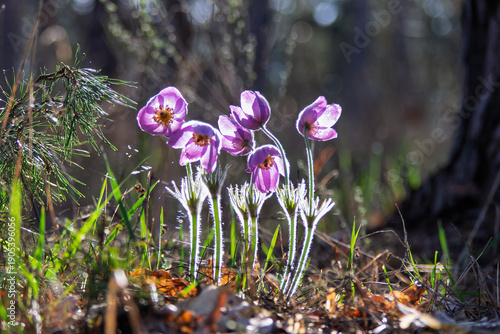 Eastern pasqueflower plants with delicate purple petals and fuzzy stems catching the warm backlighting, symbolizing the gentle awakening of nature during springtime in a forest