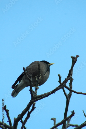A small bird with a black cheek patch perched on bare branches against a blue sky.
