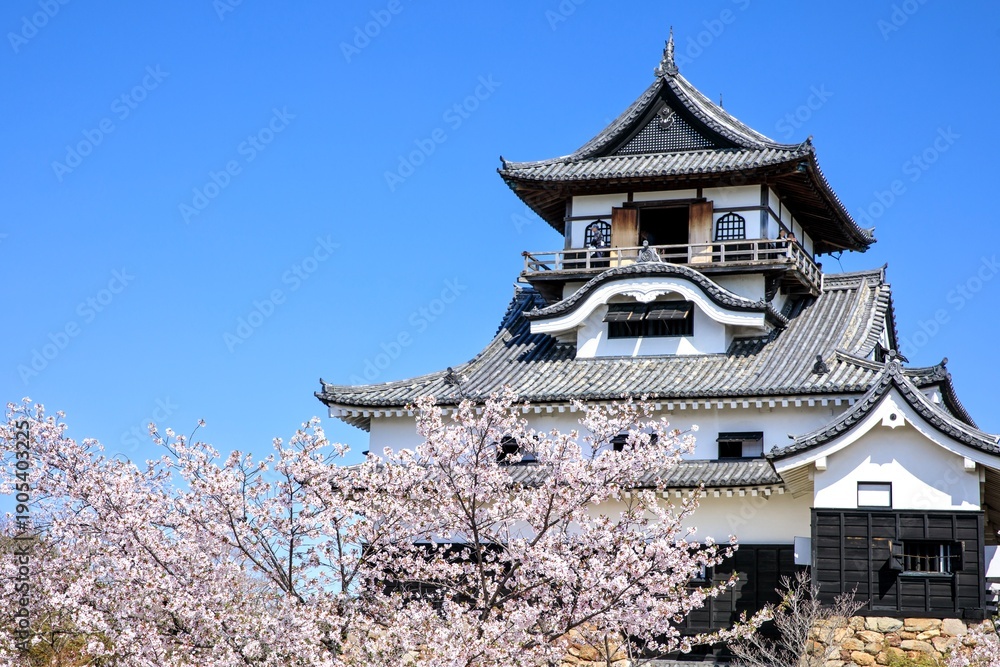 Obraz premium 犬山市、国宝犬山城と満開の桜