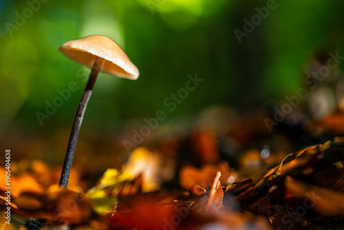 Marasme à odeur d'ail (Marasmius alliacéus)